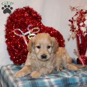 Patience, Mini Goldendoodle Puppy